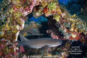 A baby nurse shark tucked inside a colorful overhang. Thi... by Susannah H. Snowden-Smith 